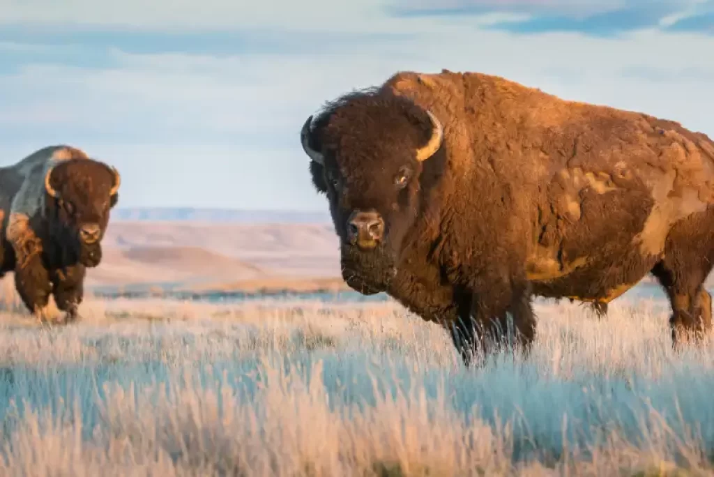 The American Bison An Icon of North American Wildlife