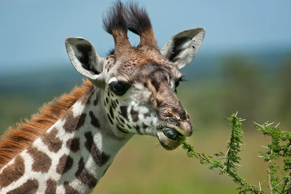 Do Giraffes Eat Meat? Exploring Their Diet in Detail