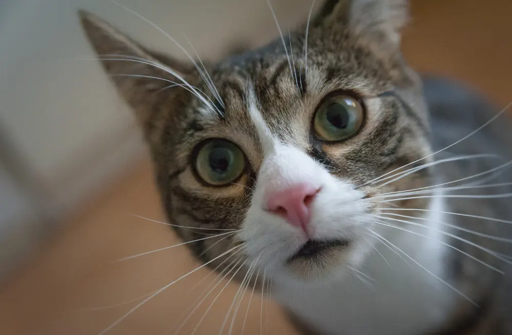 How Long Do Domestic Cats Live? Discover the Lifespan of Your Feline Friend