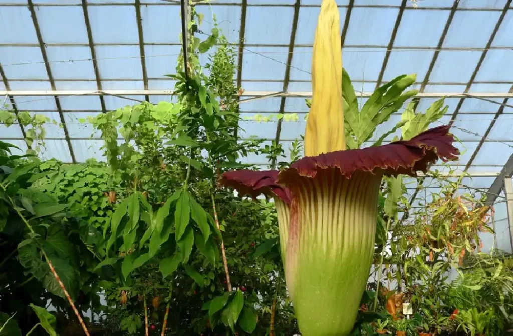 Growing Amorphophallus Titanum: Tips and Care Guide (corpse flower ...