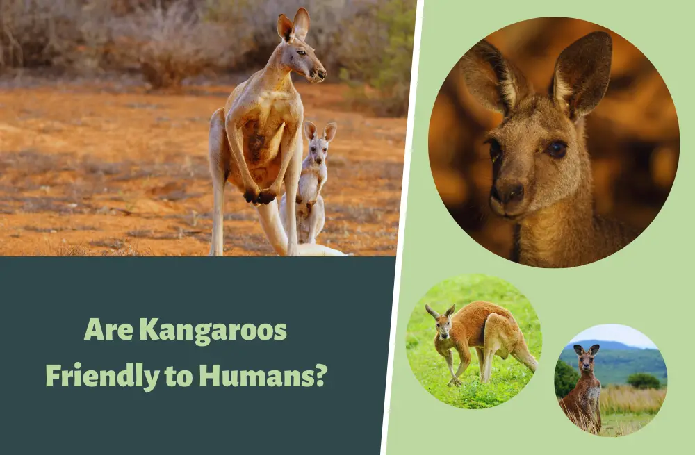 Are Kangaroos Friendly to Humans? (Let's Find out!)