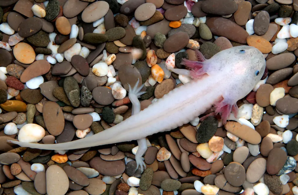 Axolotl: A Unique Aquatic Creature