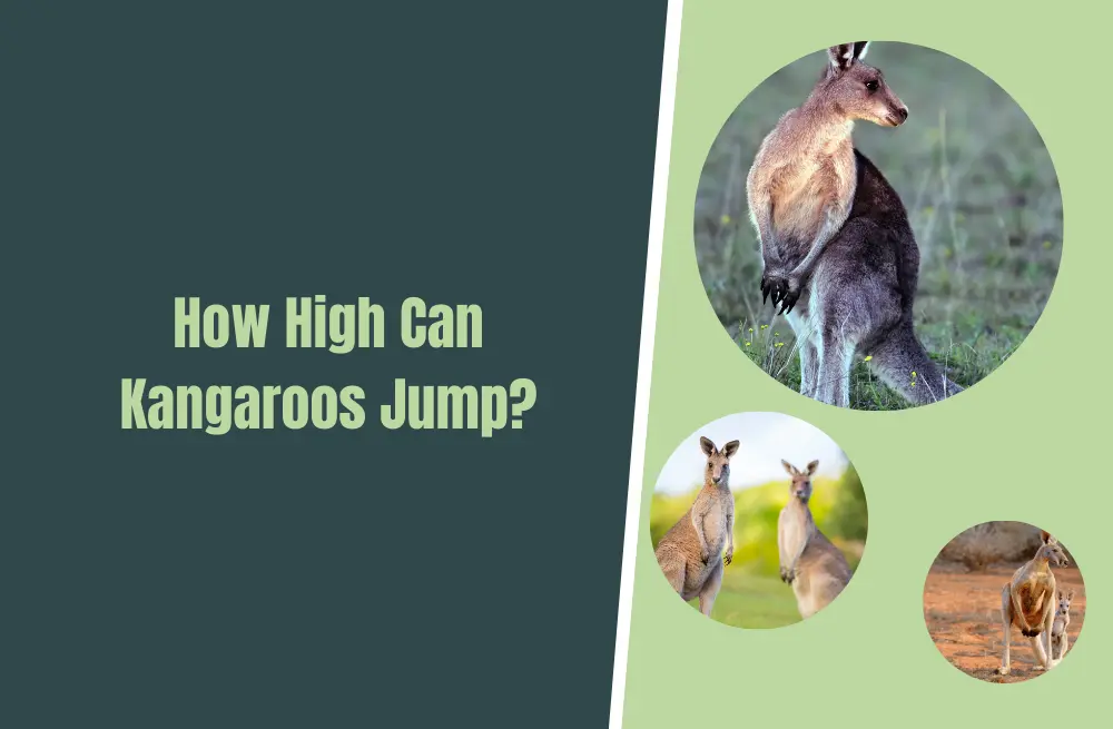 How High Can Kangaroos Jump? - Natural World Life
