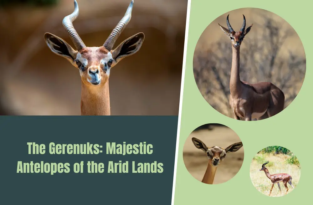 The Gerenuk: A Fascinating Antelope of East Africa