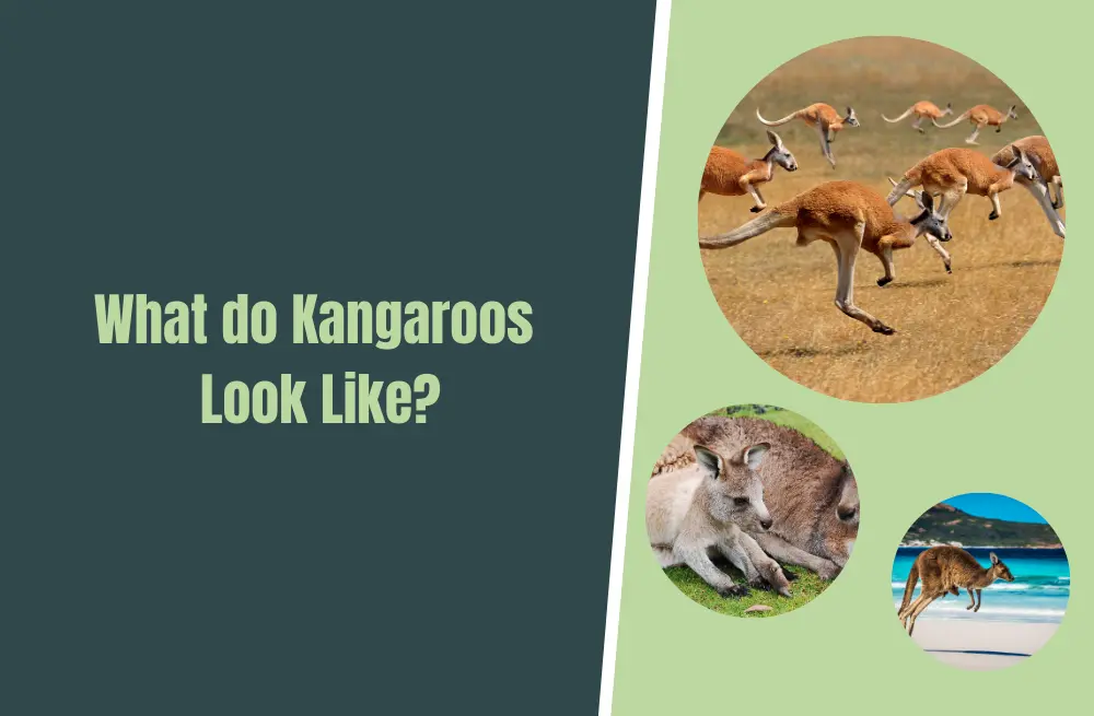 What Kangaroos Look Like: A Fascinating Insight into Australia's Iconic ...