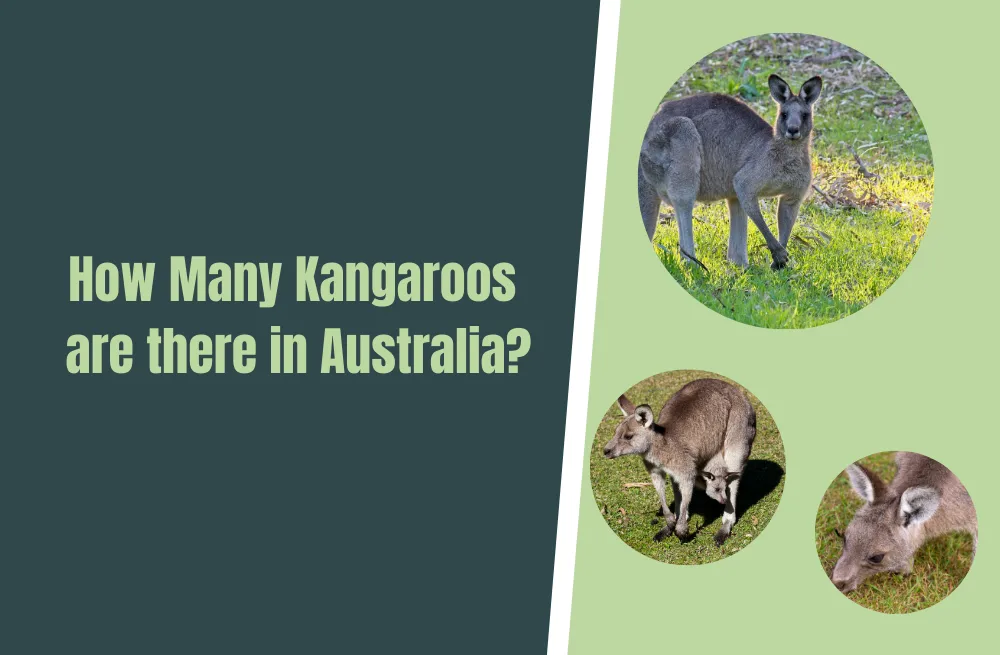How Many Kangaroos are there in Australia? - Natural World Life