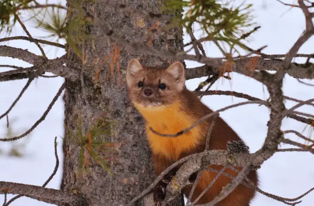 American Marten in a tree