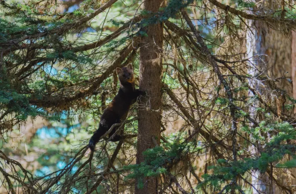 An American marten displaying its incredible climbing skills as it effortlessly ascends a tree trunk, showcasing its agility and adaptability in its natural habitat.