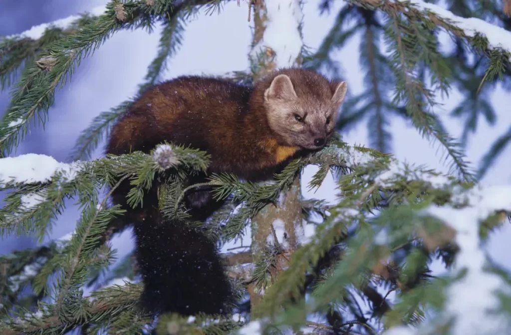An American marten peacefully resting on a tree branch, showcasing its natural arboreal abilities and adaptability to its woodland habitat.