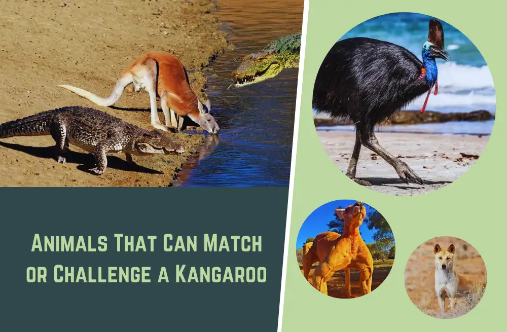 15 Animals That Can Match or Challenge a Kangaroo (№ 9 is the Coolest)