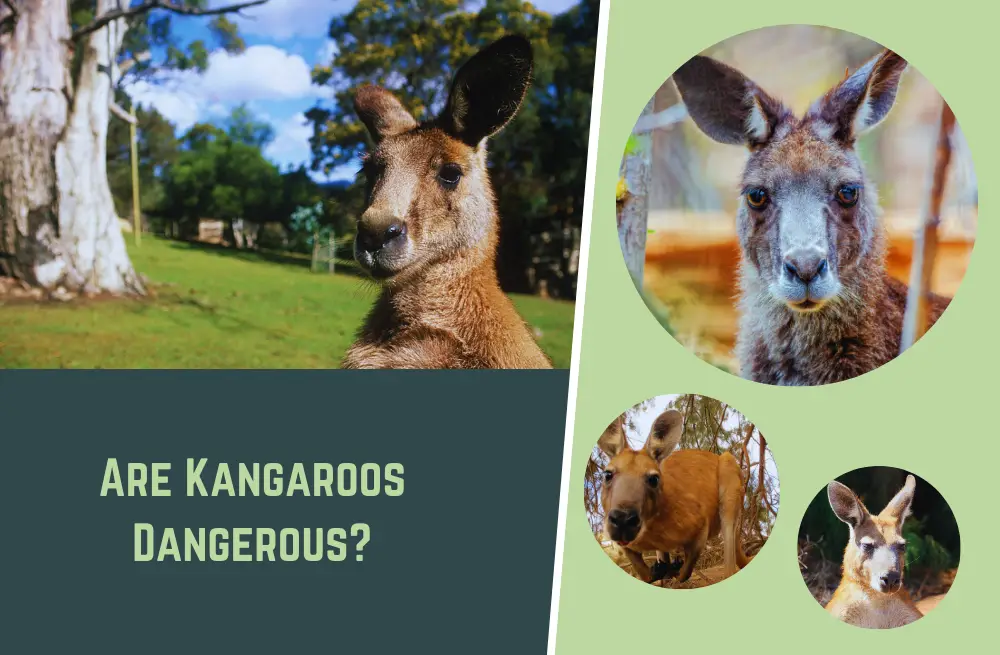 Are Kangaroos Dangerous? (Le'ts find out!)