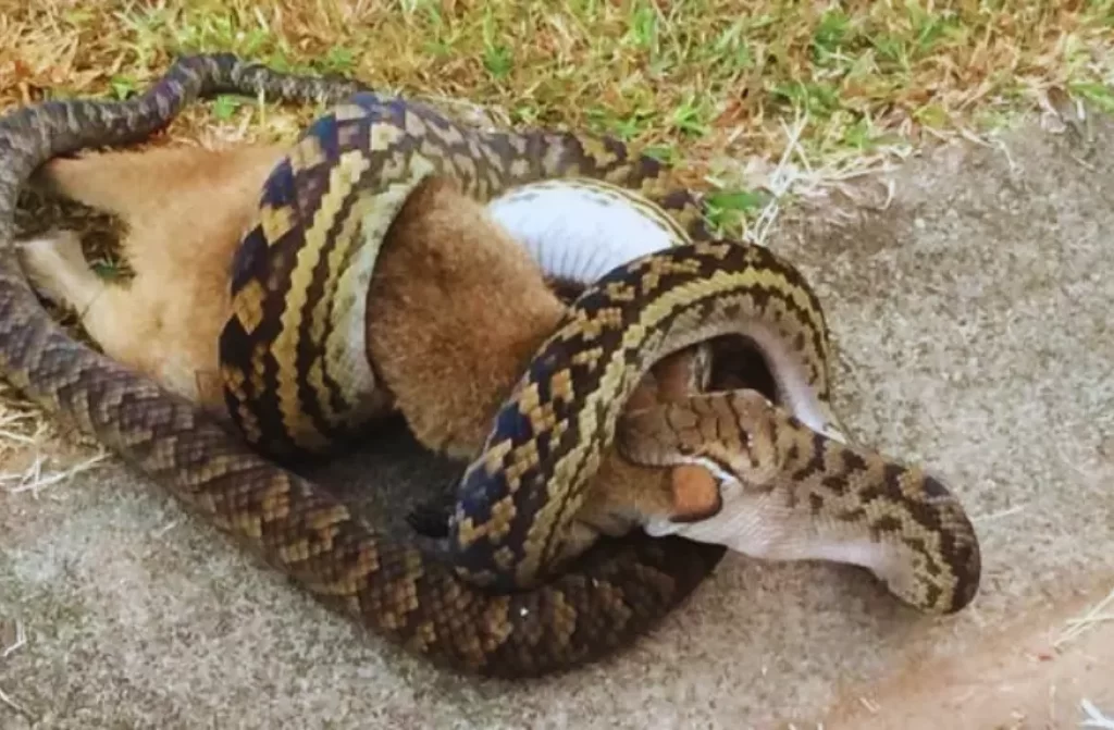 a Powerful Australian Scrub Python devouring a kangaroo for sustenance