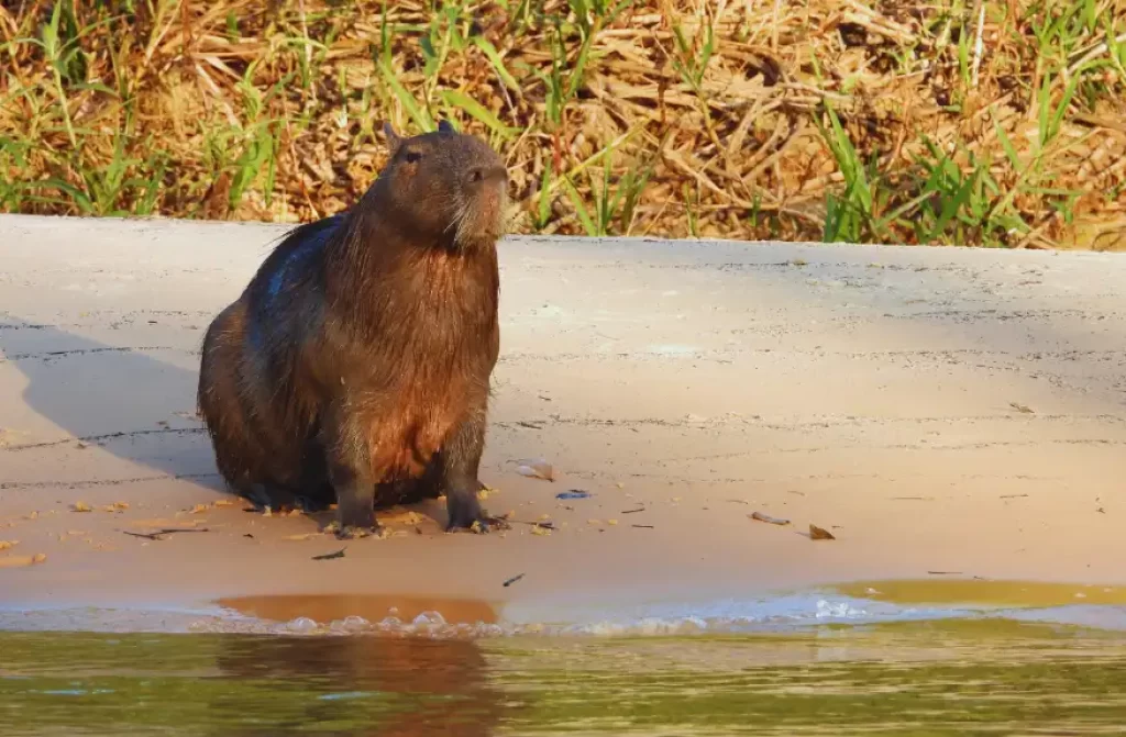 A big  capybara perched on a river bank, observing its surroundings