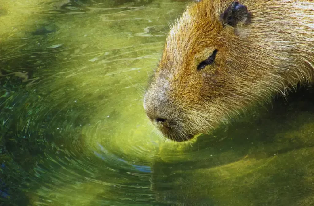 A Capybara Drinking water 