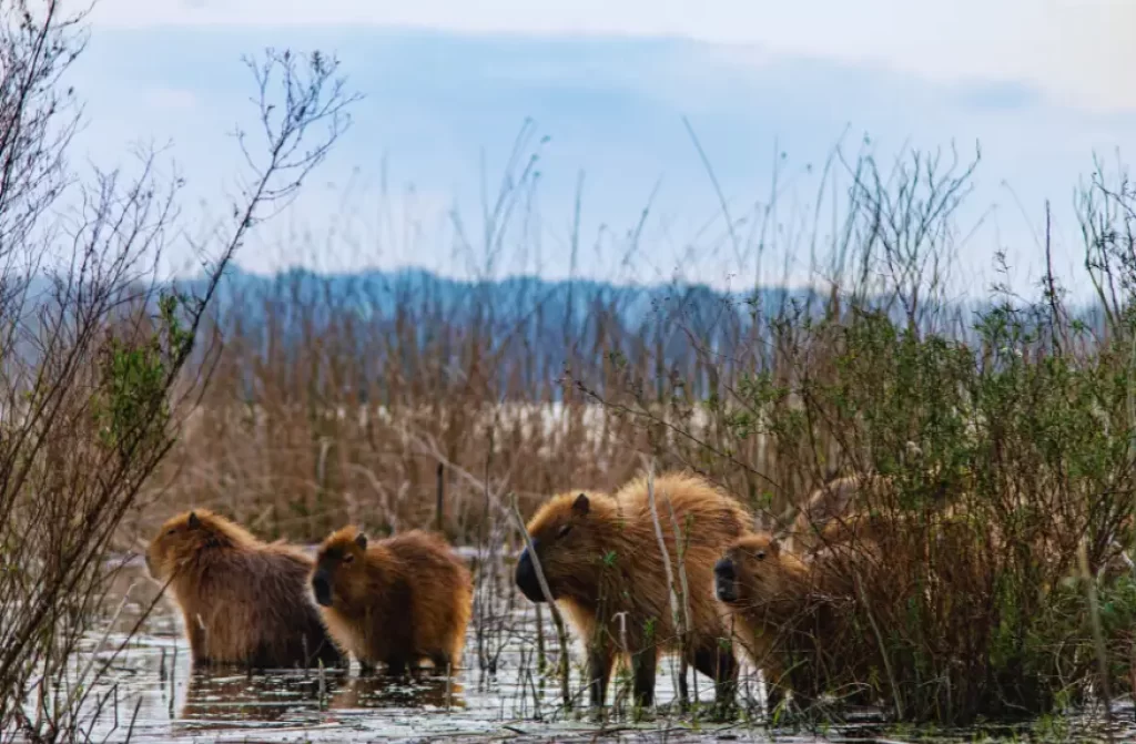 A group of capybaras relaxing by the water's edge