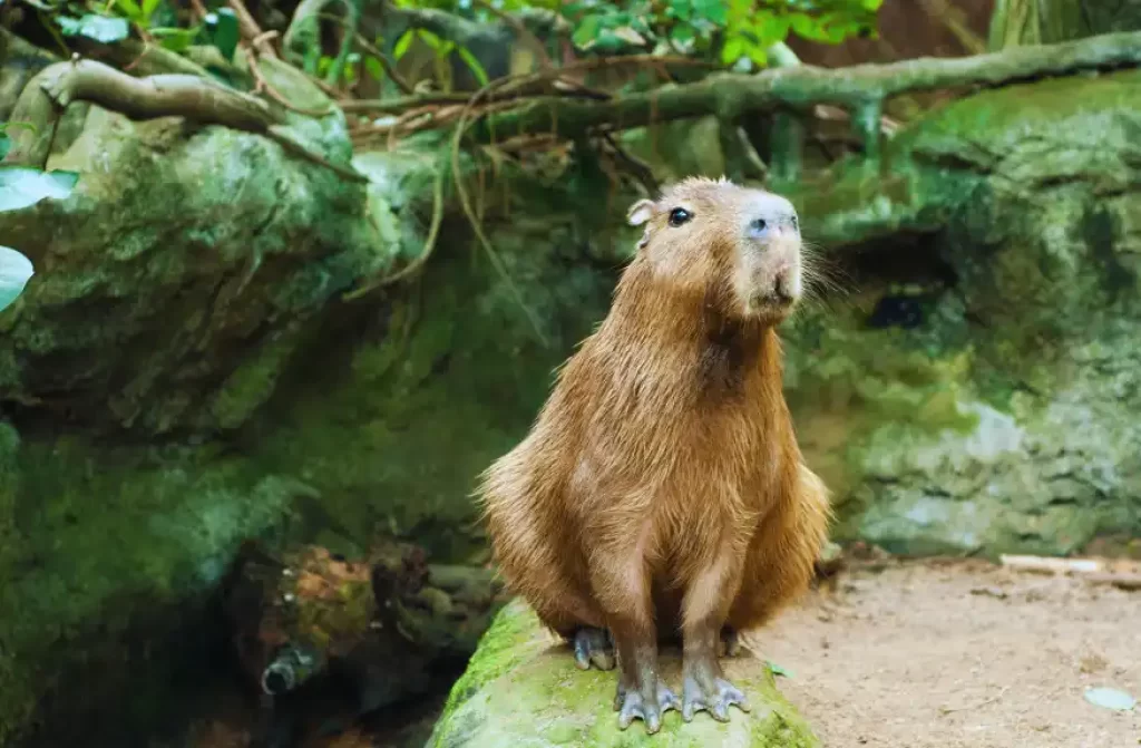 15 Animals That look Like Beavers (№ 03 is the Most Beaver-ish!)