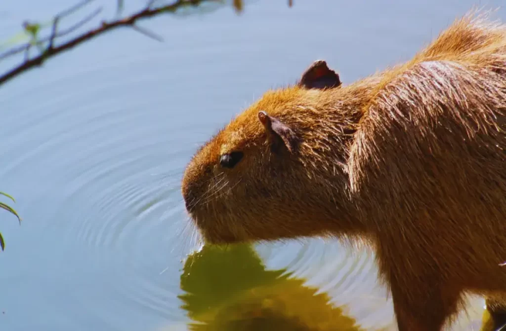 A capybara quenching its thirst by drinking from a crystal-clear lake.