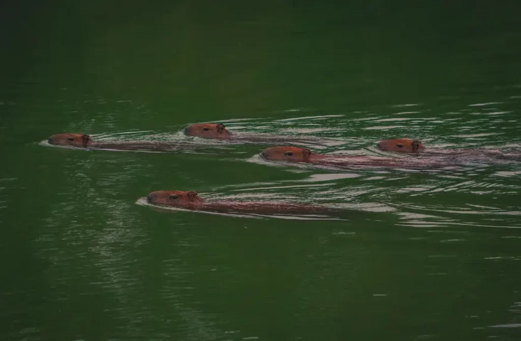 Capybara family swimming gracefully in a peaceful pond