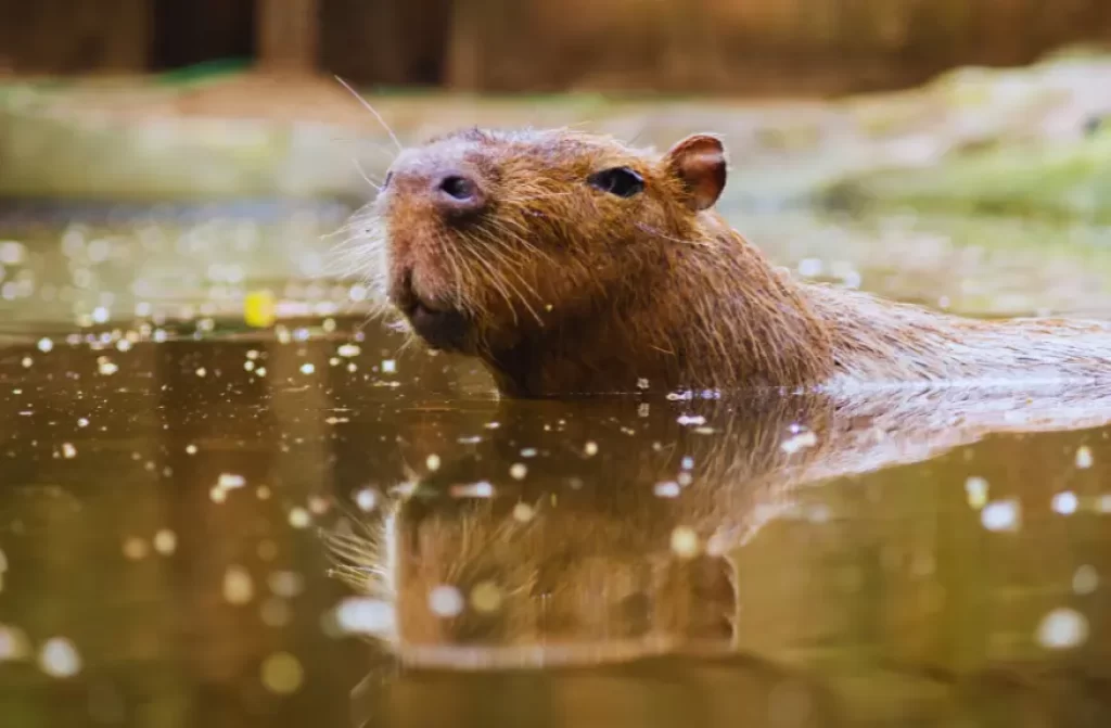 Water-loving capybara displaying its natural swimming abilities