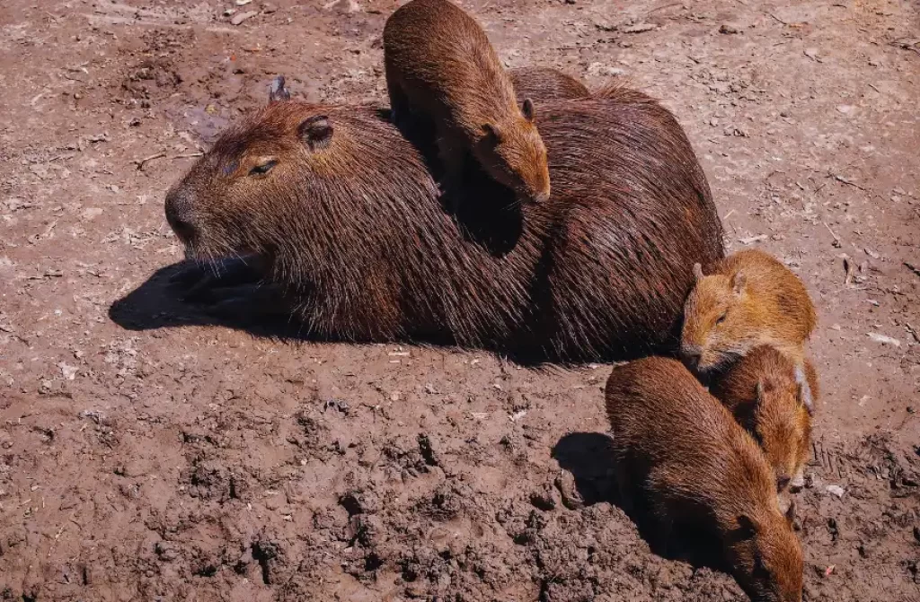 Group of capybaras huddled together, displaying strong social bonds