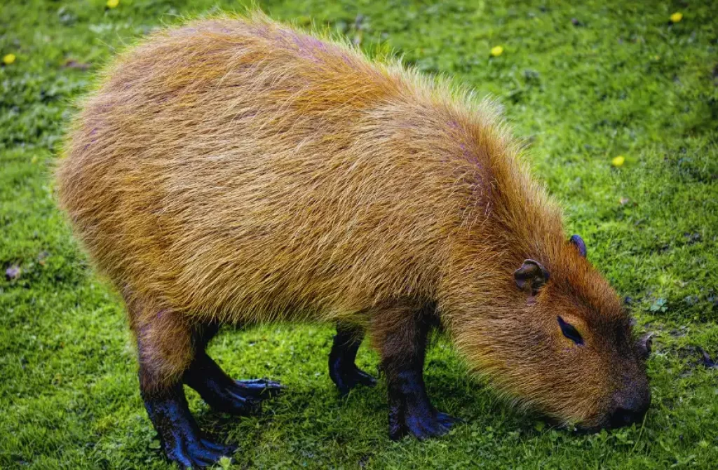 Grazing capybara feasting on lush green grass