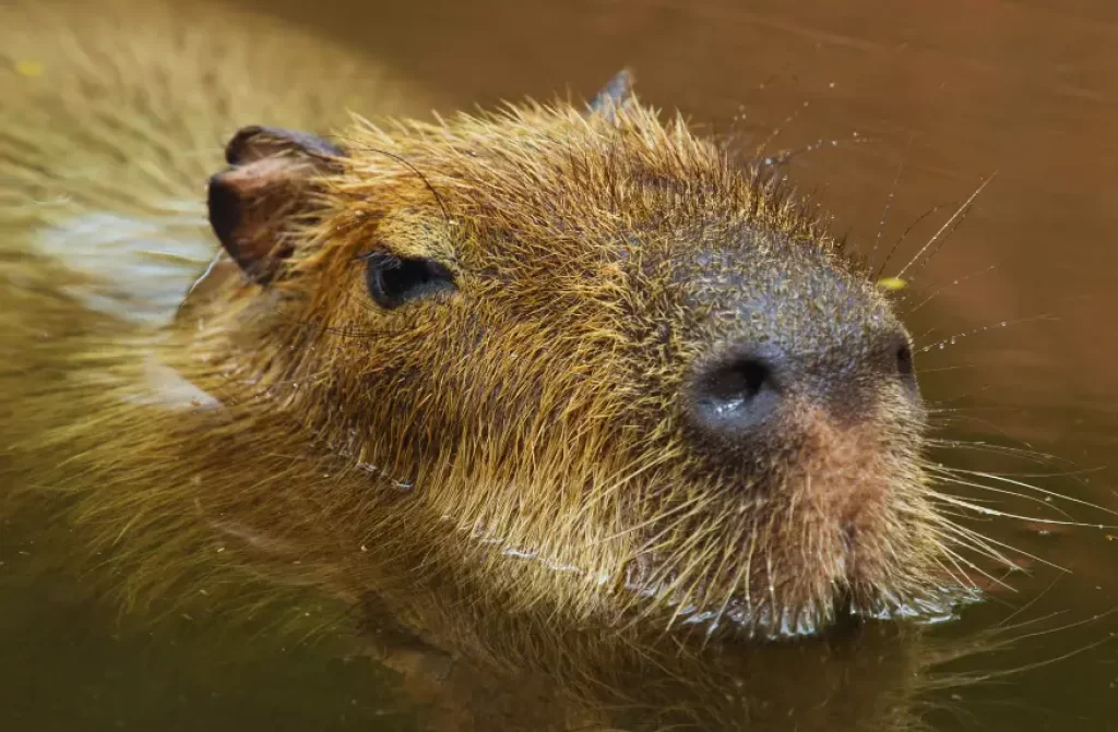 Buoyant capybara floating leisurely in a peaceful lake