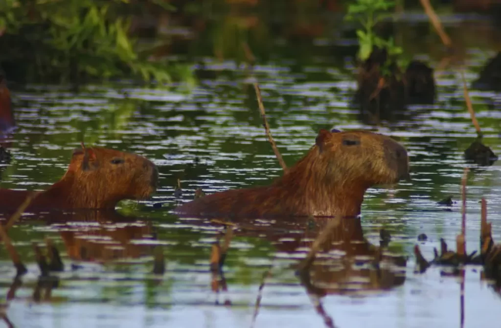 2 Capybarasw demonstrating their impressive swimming skills