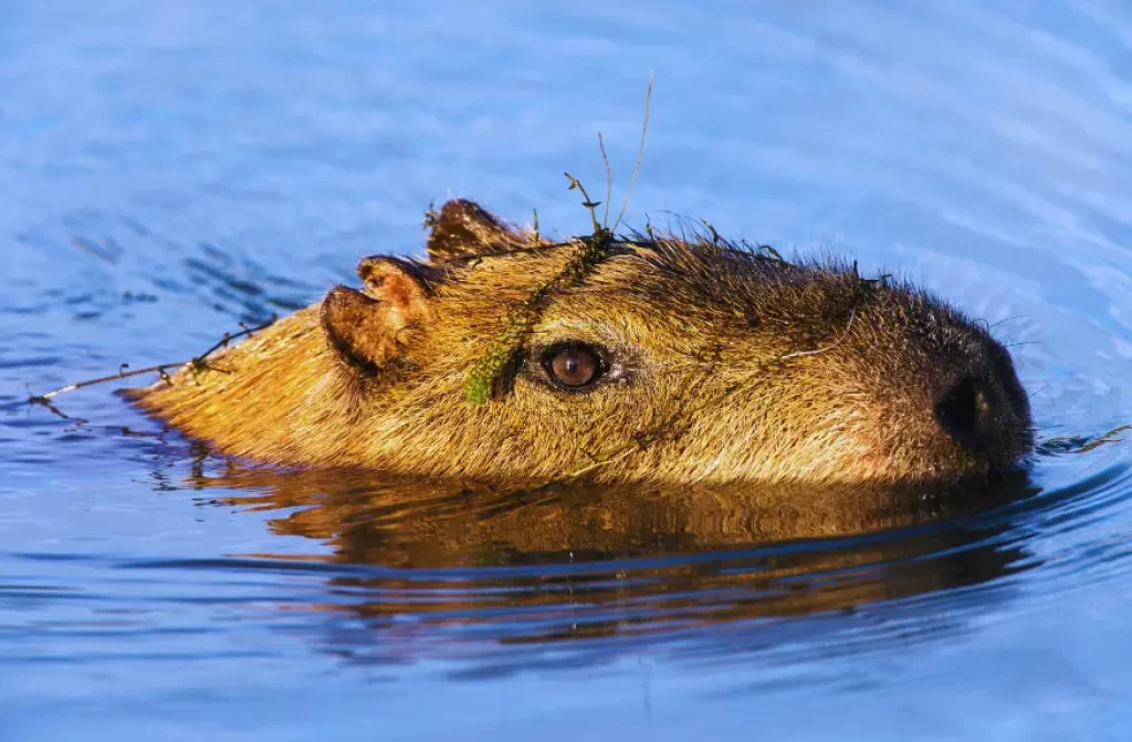 Capybara immersed in the cool water, its fur glistening under the sun