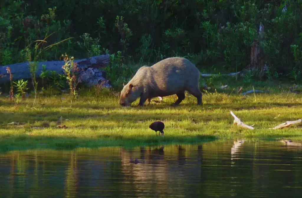 Tranquil scene of a capybara leisurely grazing on a carpet of vibrant green grass