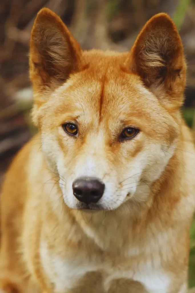 A beautiful dingo