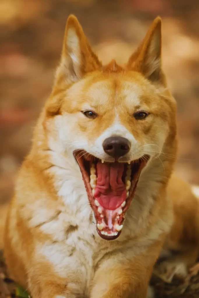 Wild dingo displaying its formidable teeth