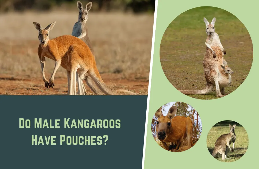 The Pouch Mystery: Do Male Kangaroos Have Pouches?