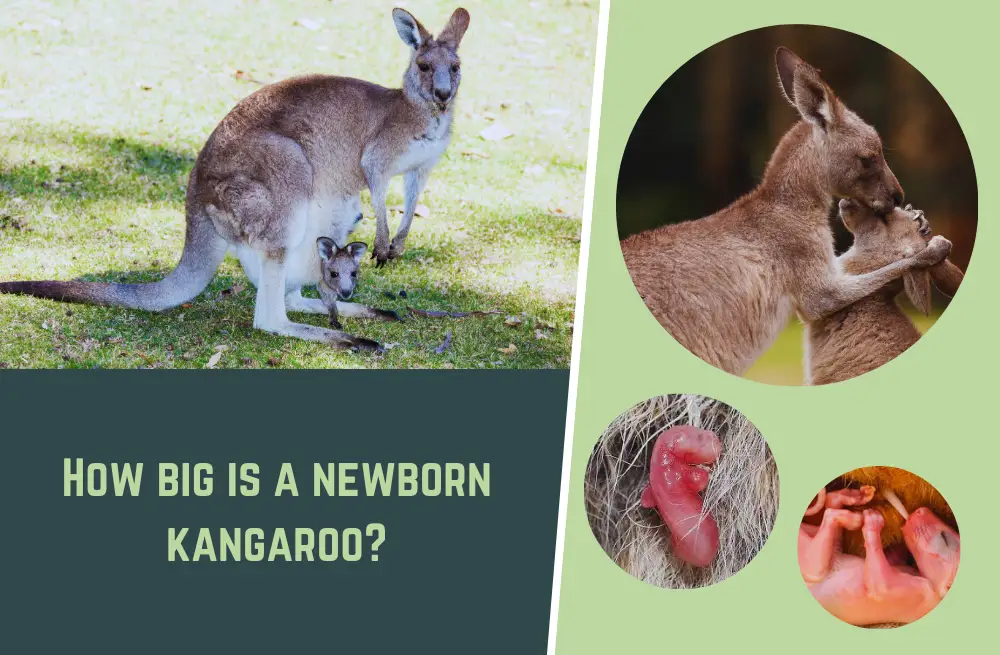 The Size of a Newborn Kangaroo: How big is a Joey?