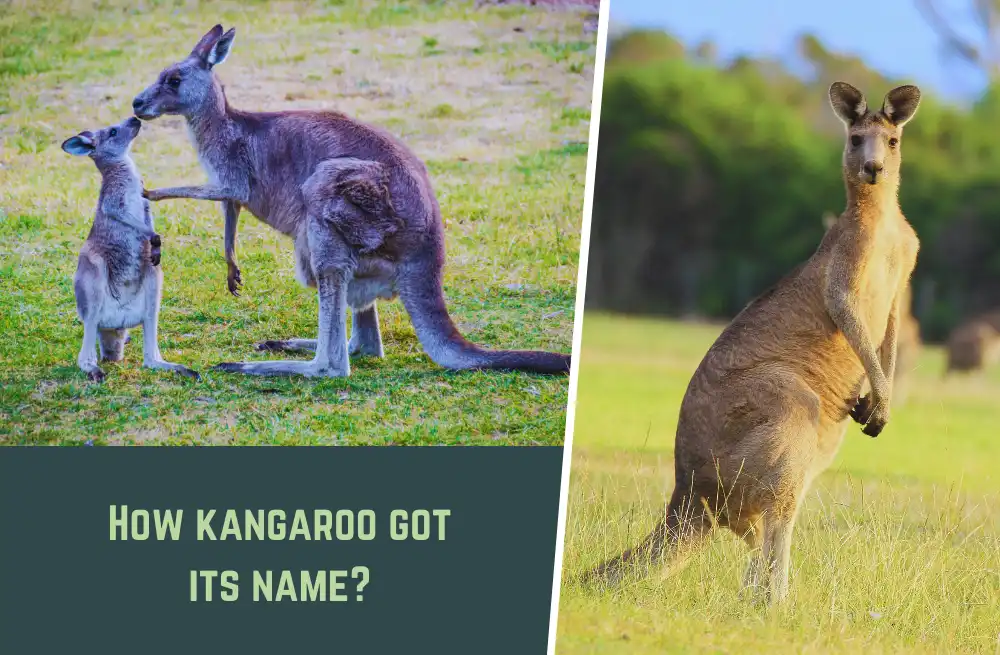How Kangaroos Got Their Name? (Everything You Need to know!)