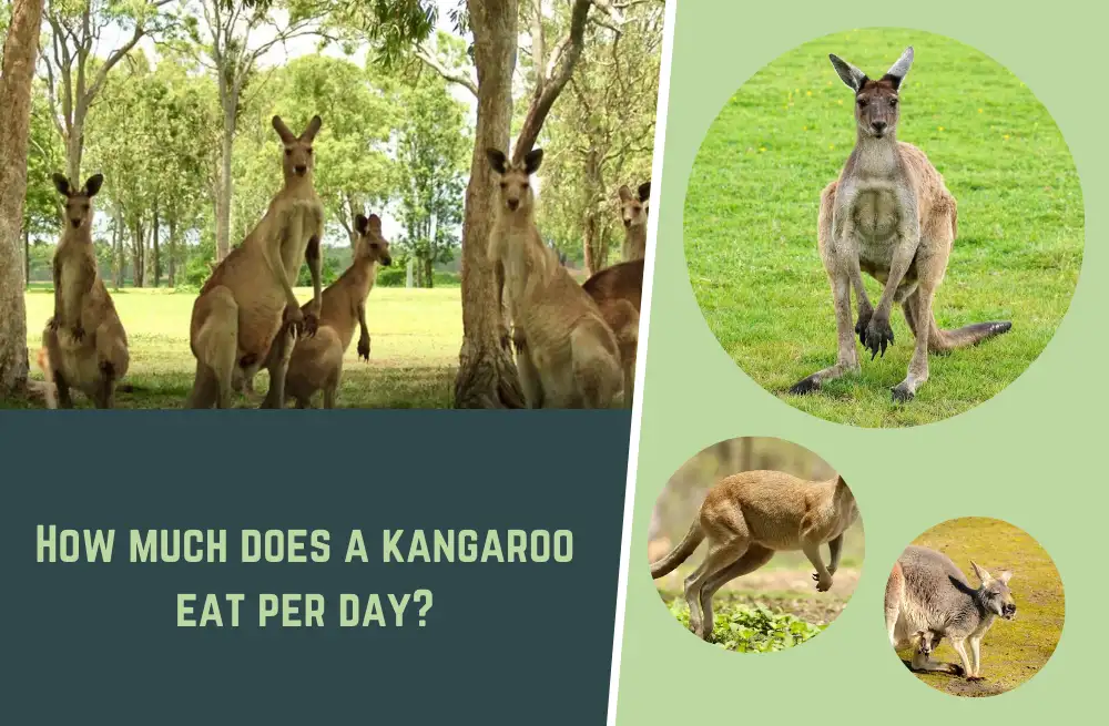 How Much Does a Kangaroo Eat Per Day? - Natural World Life