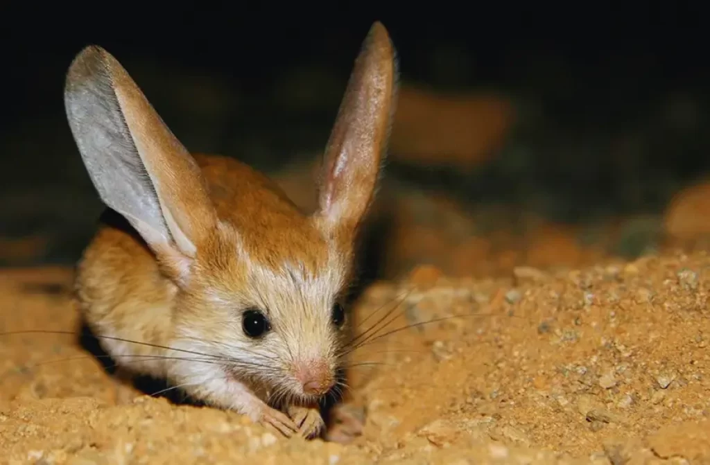 A Jerboa searching for food in a sandy floor at night