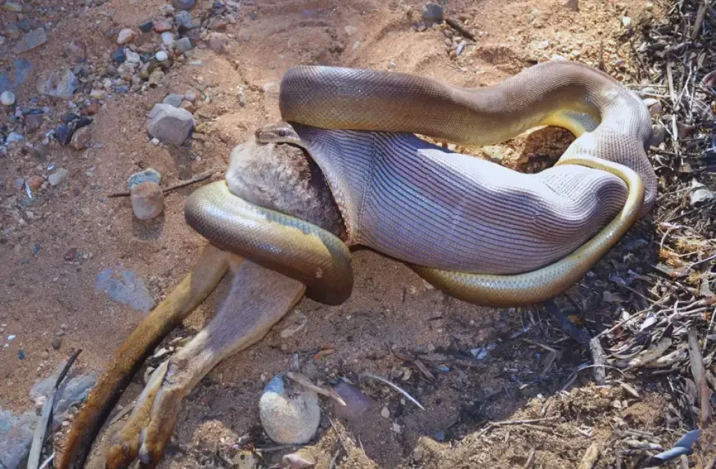 an Olive Python trying to swallow a Kangaroo in the desert floor