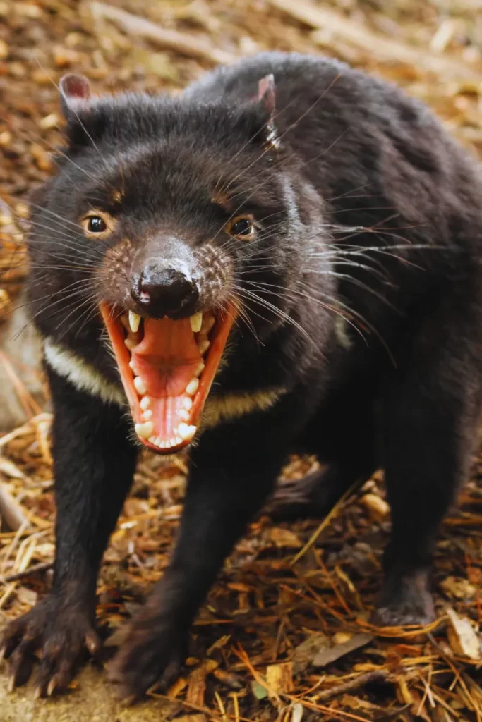 Aggressive Tasmanian devil baring its teeth in a threatening display