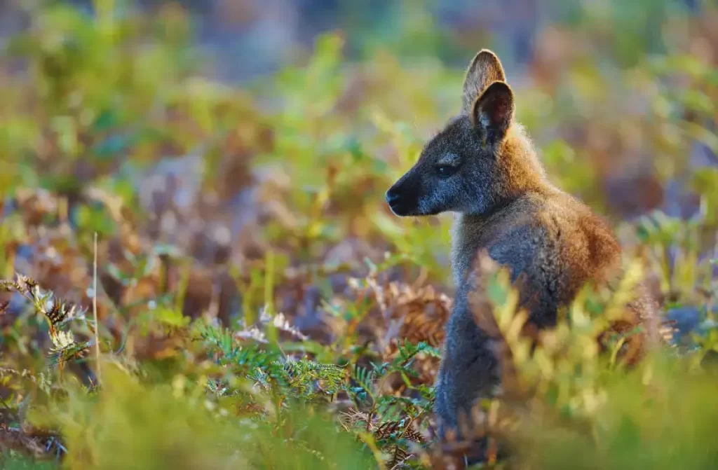 A Wallaby surrounded by vegetation