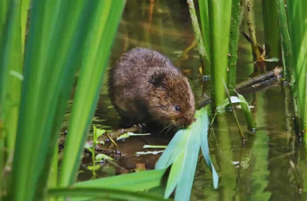 A Water vole feeling on a greenish aquatic vegetation