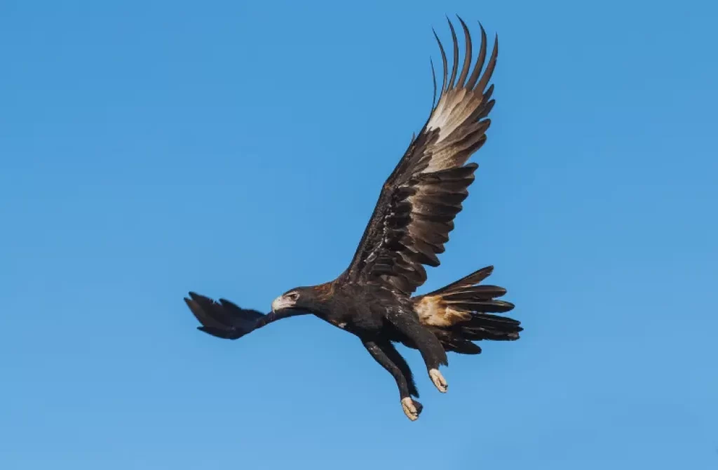 A Wedge-tailed eagle flying high up in the blue sky