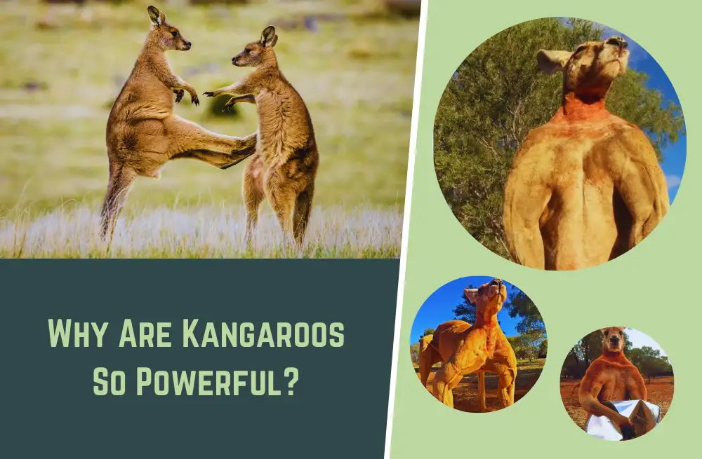Why Are Kangaroos So Powerful? (Everything You need to know)