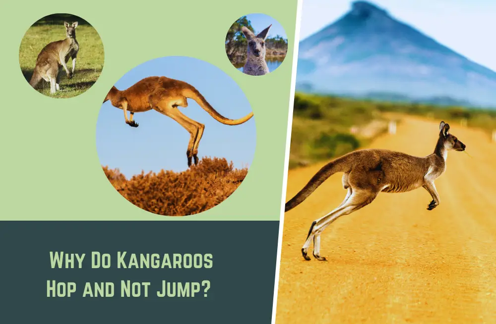 Why Do Kangaroos Hop and Not Jump? (Here's Why!)