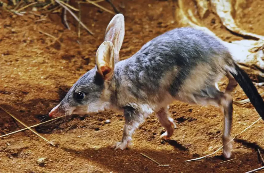 A Bandicoot looking for food in the arid desert of Australia