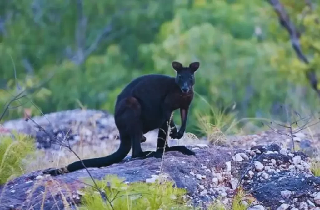 a black wallaroo standing in a rock