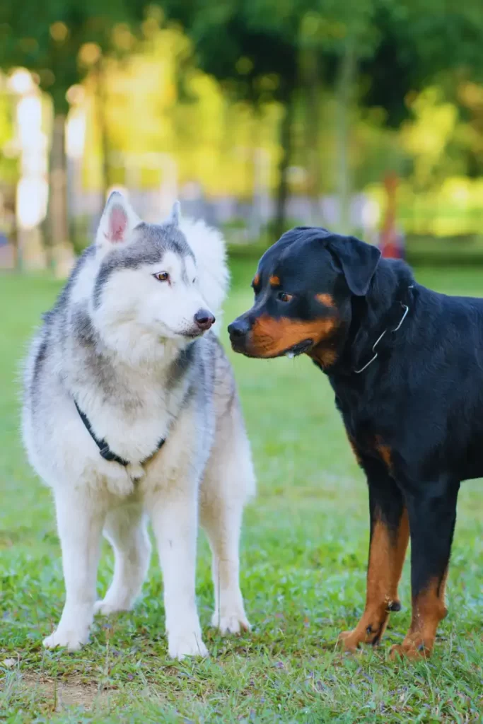 Two domestic dogs sniffing each other