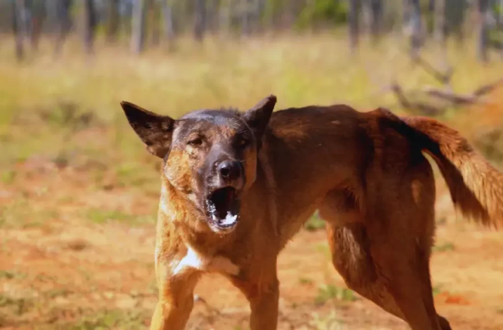 Fierce feral dog displaying its intimidating expression and powerful jaws net to a forest