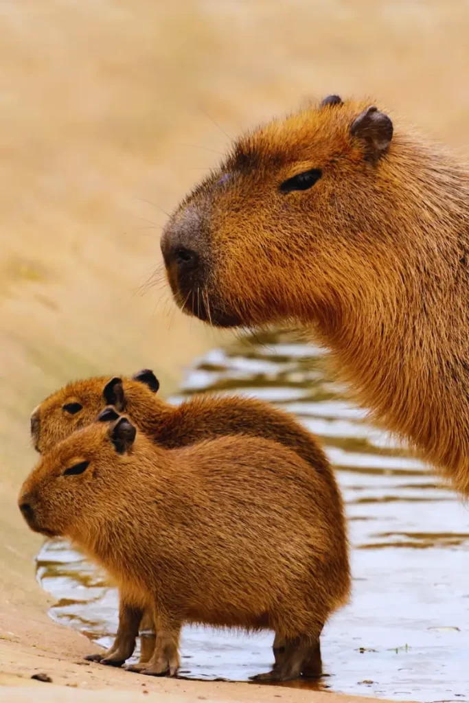 mother capybara keeping a watchful eye on her offspring in a river bank