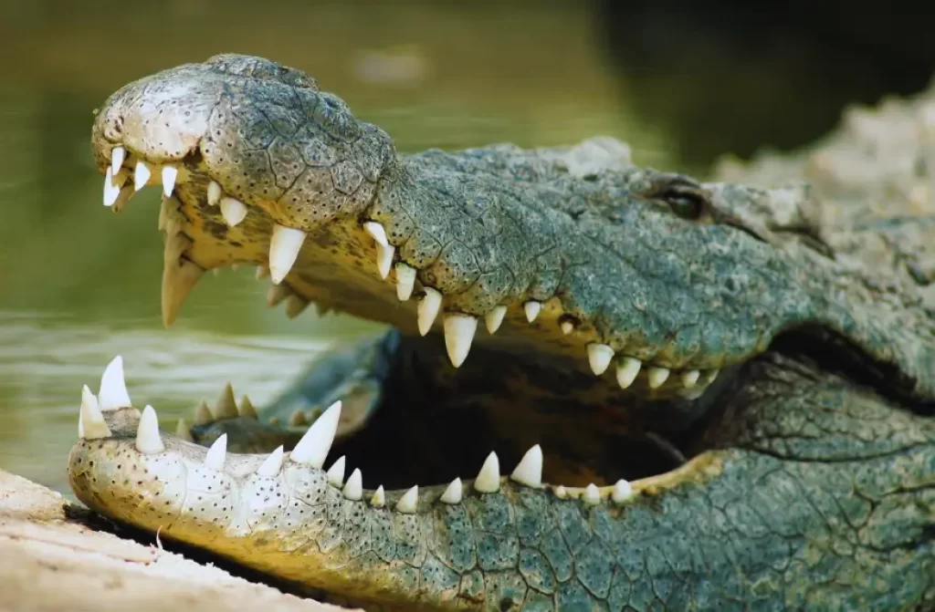 Intimidating saltwater crocodile revealing its formidable jaw