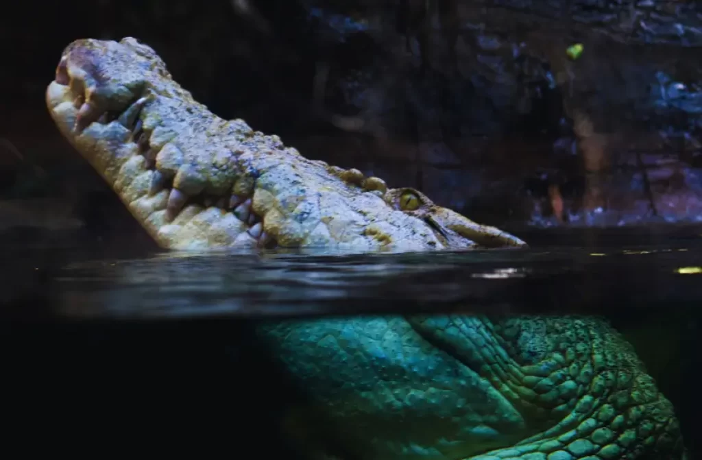 Powerful saltwater crocodile showcasing its menacing bite